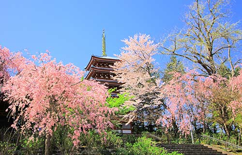 桜の本土寺1