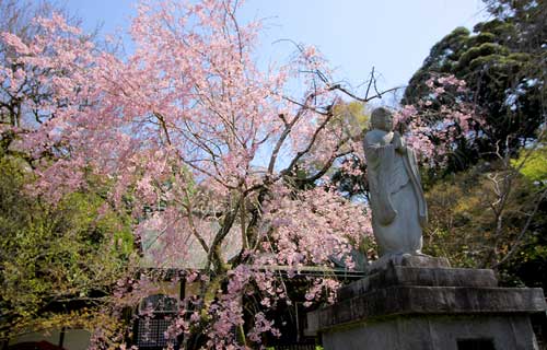 桜の本土寺4