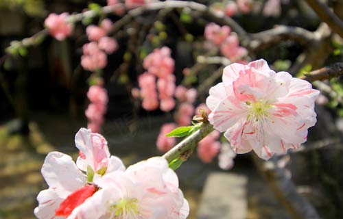 桜の本土寺5
