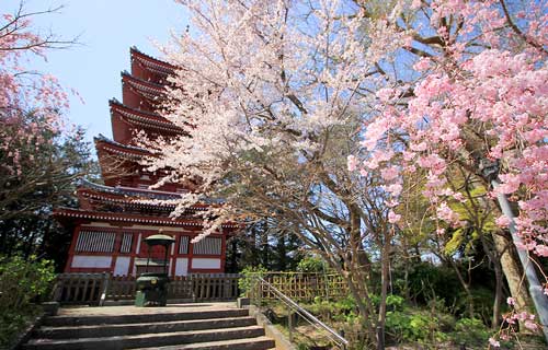 桜の本土寺6